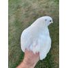 25 + JUMBO WHITE Quail Hatching Eggs