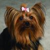 Aria Pixie Bows for Dogs, 100-Piece Canisters