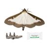 IPM Direct Box Tree Moth Refill Pheromone Lure - Pack of 4