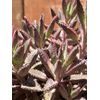 4” Kalanchoe ‘Pink Butterflies’ Succulent
