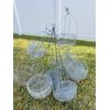 Orchids plants hanging baskets