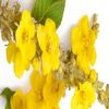 MULLEIN LEAF Fresh  Immune Impressive Benefits 100 Veg Capsules No Additives