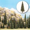 Ho 20 Assorted Pines With Roots