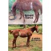 FORCO PELLETS equine, dog, cat digestive supplement 10lb PAIL