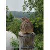 100+ brown pharaoh coturnix quail hatching eggs for sale