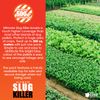 Elixir Gardens Ultimate Slug & Snail Killer Pellets (Reasealable Pouch) | OF & G Organic Approved Ferric Phosphate Garden Lentils with Massive 500 sq.m Coverage