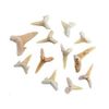 Practice Fossil Specimen Shark Tooth