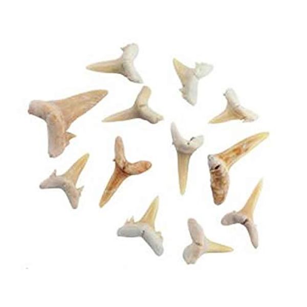 Practice Fossil Specimen Shark Tooth