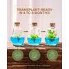 Venus Flytrap Terrarium, Signature Product, Zero Care Live Plant