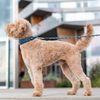 DOG Copenhagen Urban Explorer 3.0 Collar, Mediumocca, Medium
