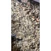 organic Mullein Leaf herb organic wild crafted - 1 lb Pound