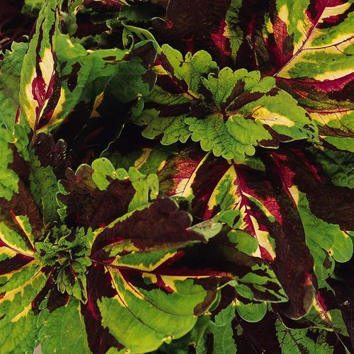 Outsidepride 20 Seeds Annual Coleus Kong Mosaic Foliage Indoor House Plant or Garden Flower Seeds