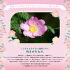 Lulululun Face Mask Pack, Hakone Lulun (Gentle Rose Scent), 7 Pieces x 4 Bags