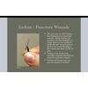 Ledum Palustre Cream 1 pack