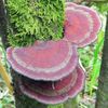 Blushing Bracket (Daedaleopsis confragosa) Liquid Culture