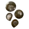 VIE Goniatite Buttons, Standard, 5-9cm