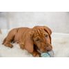 TRIXIE Rope Ball 6 cm - 300 g