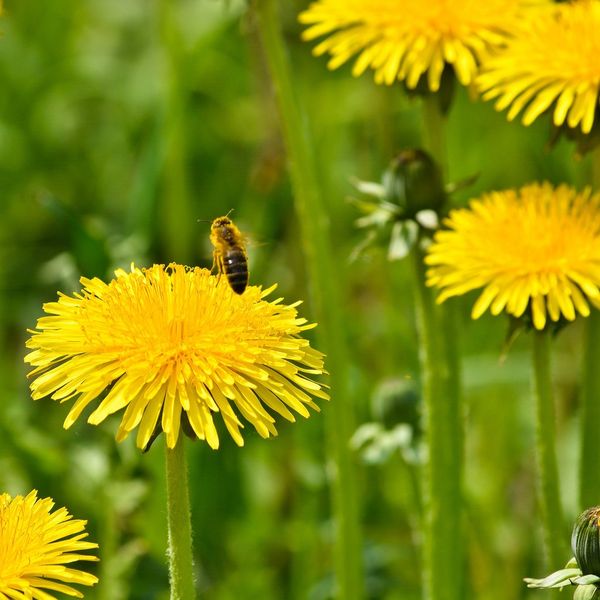 Outsidepride 5000 Seeds Perennial Taraxacum Officinale Dandelion Herb Garden Seeds for Planting