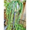 VEDLT GRAPE 'CUCUMBER CACTUS' CISSUS QUADRANGULARIS Succulent in 4" pot