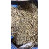 Mullein Leaf - Bulk Cut c/s Organic Lung Herb - 16 oz's ounces