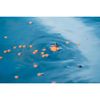 Korum Surface Feeder Float | Carp Surface Fishing | Baiting Up with Bread and Floating Baits | Long Casting | Automatic Bait Release | Code K0320112