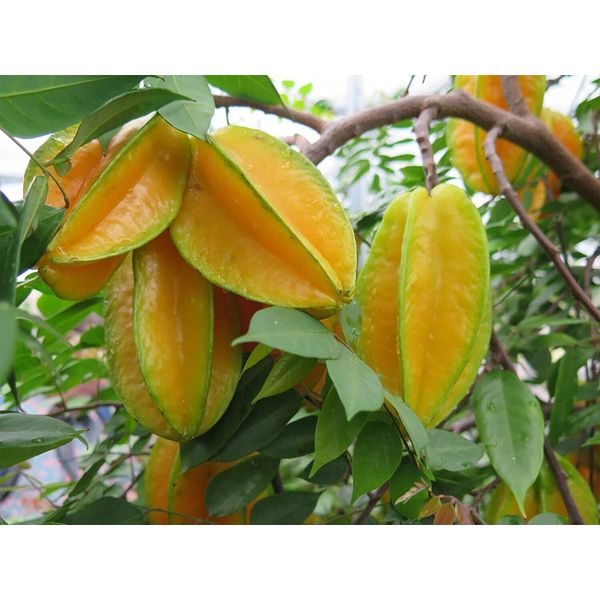 Grafted Carambola Star Fruit Sri Kembangan Free Phytosanitary Ship DHL Express