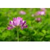 Astragalus sinicus | Chinese Milkvetch | 50 Seeds