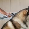 Dyson Dog Groom (114737466)