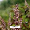 Banyan Botanicals Tulsi Powder, 1/2 Pound - USDA Organic - Ocimum Sanctum - Holy Basil - Ayurvedic Adaptogen*