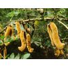 energy supplements - MUCUNA PRURIENS EXTRACT - Concentration pills 2 Bottles