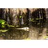 Heddon XK9253522 One-Knocker Spook - Spasm (4-1/2 Inch, 3/4oz)