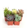 Shop Succulents | Assorted Collection | Succulent Plants | Fully Rooted