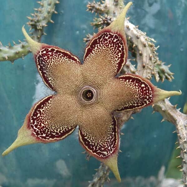 Persian Carpet Flower in 3"Pot Houseplant Edithcolea Grandi Indoor Succulent