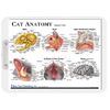 Cat Anatomy (a4 clipboard)