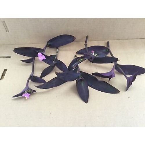 Purple Jade 6 Cuttings, Purple, Easy to Grow Perennial Plant, Free Shipping