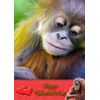 Orangutan Monkey Valentines Day Card
