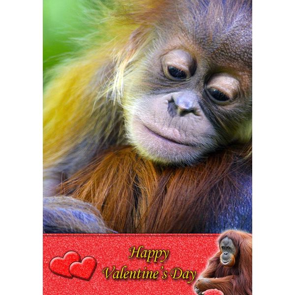 Orangutan Monkey Valentines Day Card