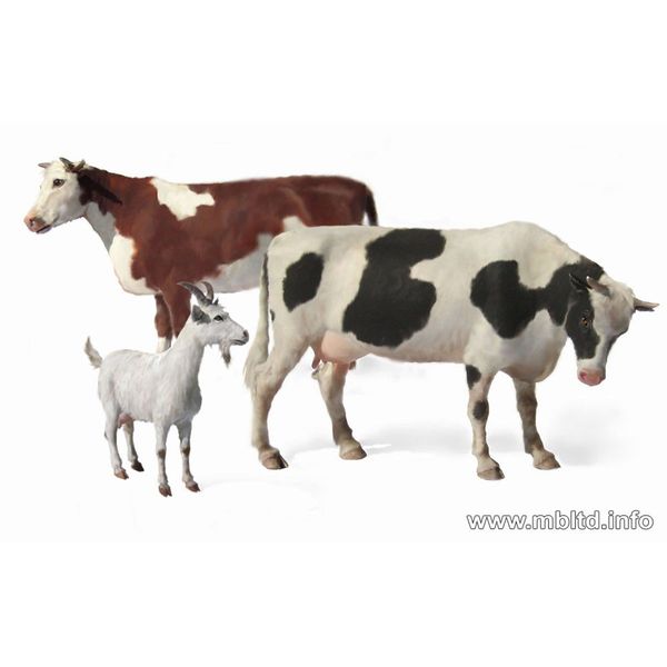 Master Box Domestic Animals (2 Cows and 1 Goat) Figure Model Building Kits (1:35 Scale)