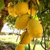 One tree plant meyer lemon NON GMO ORGANIC 3"-5"