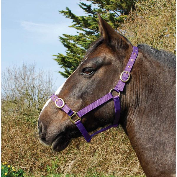 Rhinegold Nylon Headcollar - Pony - Purple