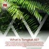 Nootropics Depot Tongkat Ali Extract Capsules | 100mg | 60 Count | 10% Eurycomanone by HPTLC | Eurycoma longifolia Root Extract
