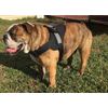 HDP Big Dog Soft No Pull Harness Size:Medium Color:Black