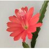 Orchid Cactus Plant  12" long red