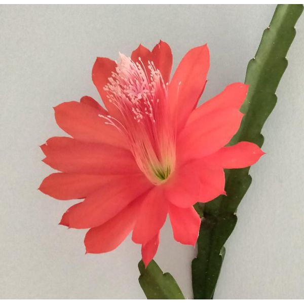 Orchid Cactus Plant  12" long red