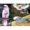 The Aviator Bird Harness, m