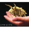 Triceratops Exciting Block Vol. 32 Dinosaur Bone Edition