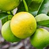 Bergamot 100ml Incent Essential Oil Essential Oil
