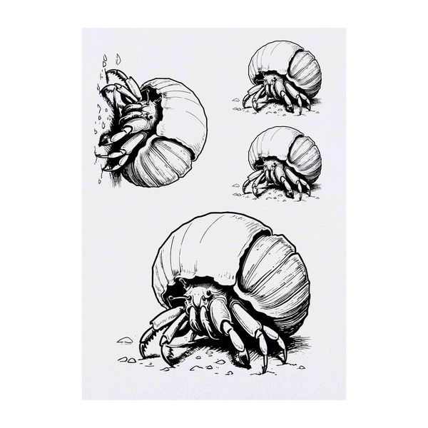 4 x 'Hermit Crab Crawling On Beach' Temporary Tattoos (TO00071676)