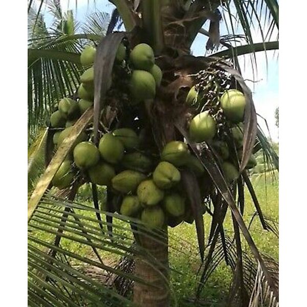 Coconut Seeds Sprout  Organic seeds Two seeds