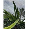 Cosmic Charlie, Dragon fruit cutting 13"-18"